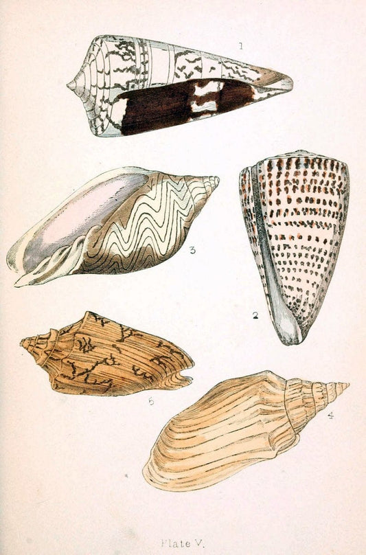 Beautiful shellsLondon :Groombridge and Sons,1856. | Mollusks Shells SIL | Vintage Print Reproduction 460190