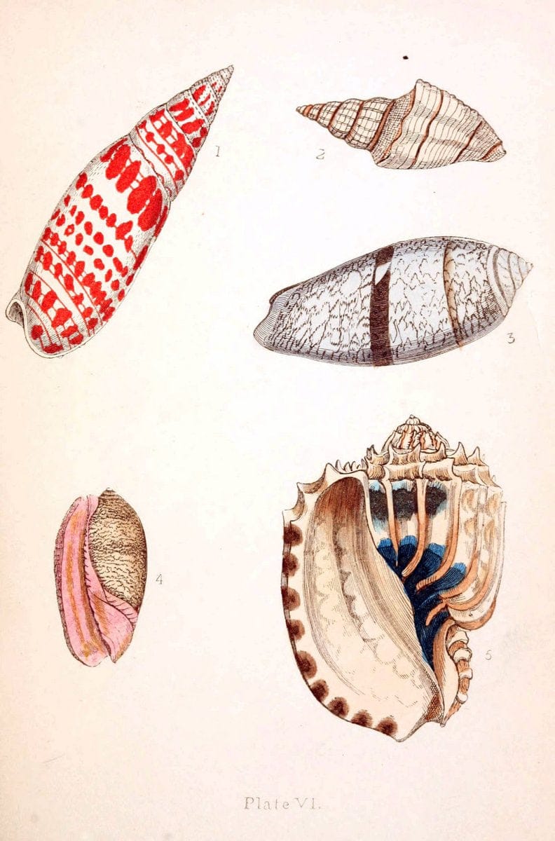 Beautiful shellsLondon :Groombridge and Sons,1856. | Mollusks Shells SIL | Vintage Print Reproduction 460191