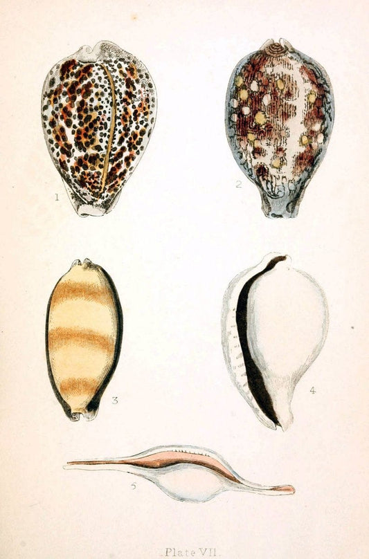 Beautiful shellsLondon :Groombridge and Sons,1856. | Mollusks Shells SIL | Vintage Print Reproduction 460192