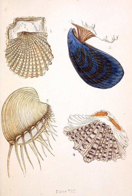 Beautiful shellsLondon :Groombridge and Sons,1856. | Mollusks Shells SIL | Vintage Print Reproduction 460193