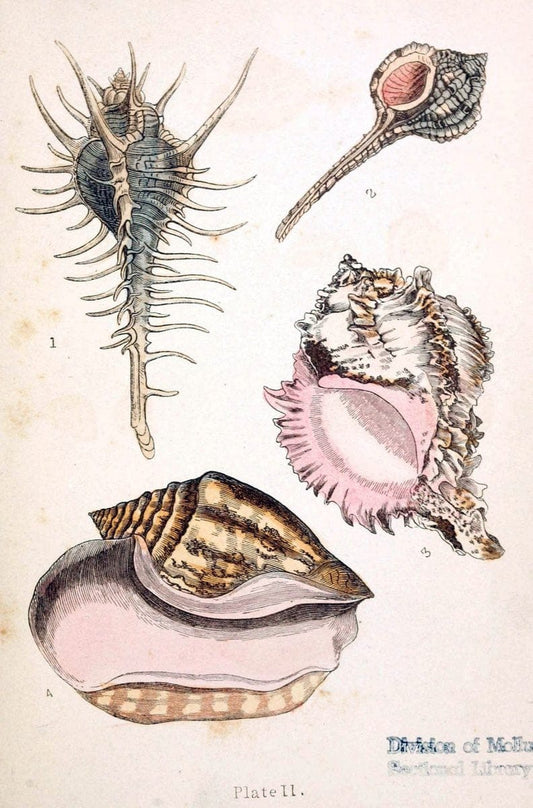 Beautiful shellsLondon :Groombridge and Sons,1856. | Mollusks Shells SIL | Vintage Print Reproduction 460195
