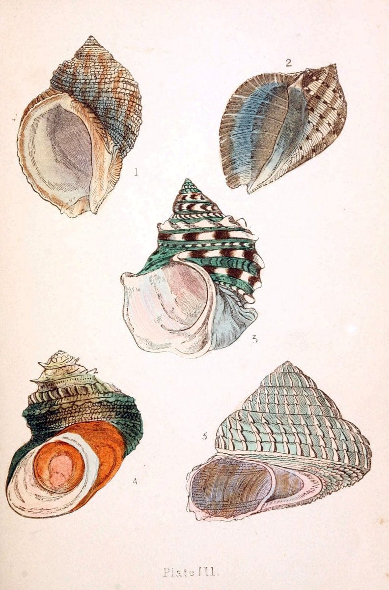 Beautiful shellsLondon :Groombridge and Sons,1856. | Mollusks Shells SIL | Vintage Print Reproduction 460196