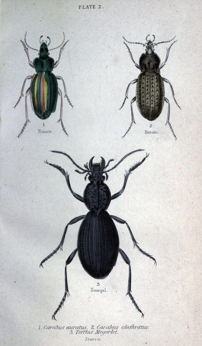 Beetles..London :H.G. Bohn[1846]. |  | Vintage Print Reproduction 460198