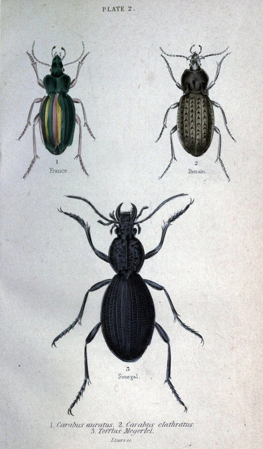 Beetles..London :H.G. Bohn[1846]. |  | Vintage Print Reproduction 460198