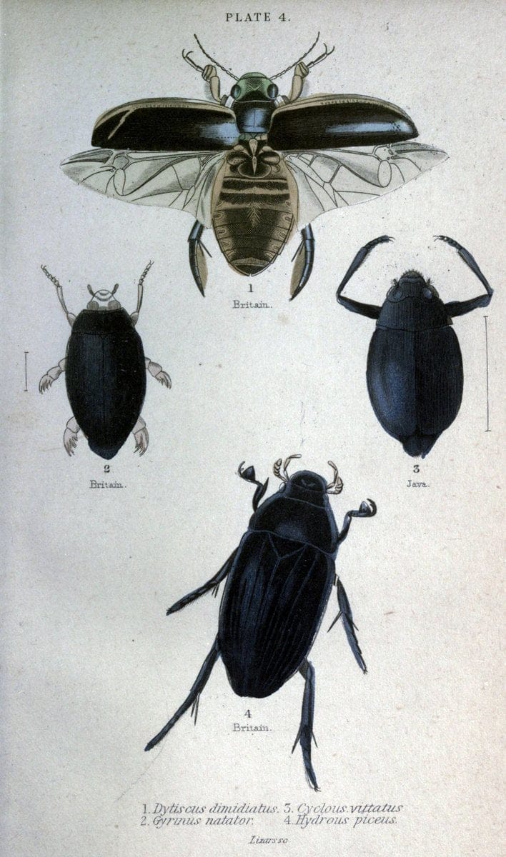 Beetles..London :H.G. Bohn[1846]. |  | Vintage Print Reproduction 460200