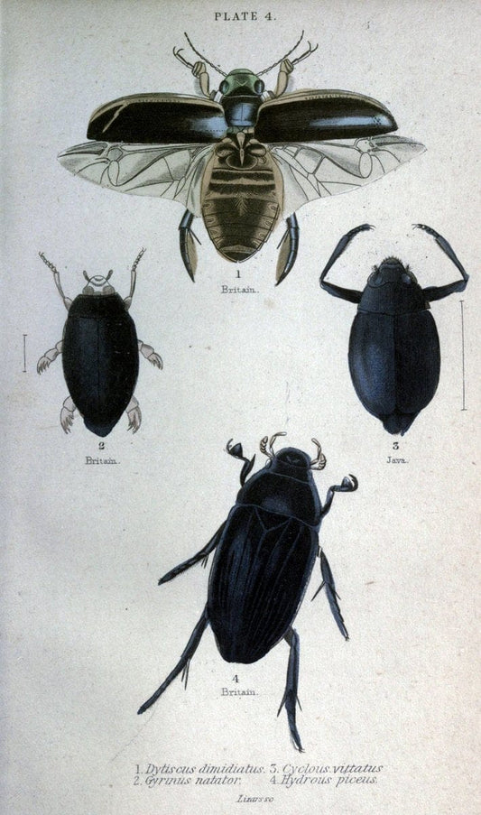 Beetles..London :H.G. Bohn[1846]. |  | Vintage Print Reproduction 460200
