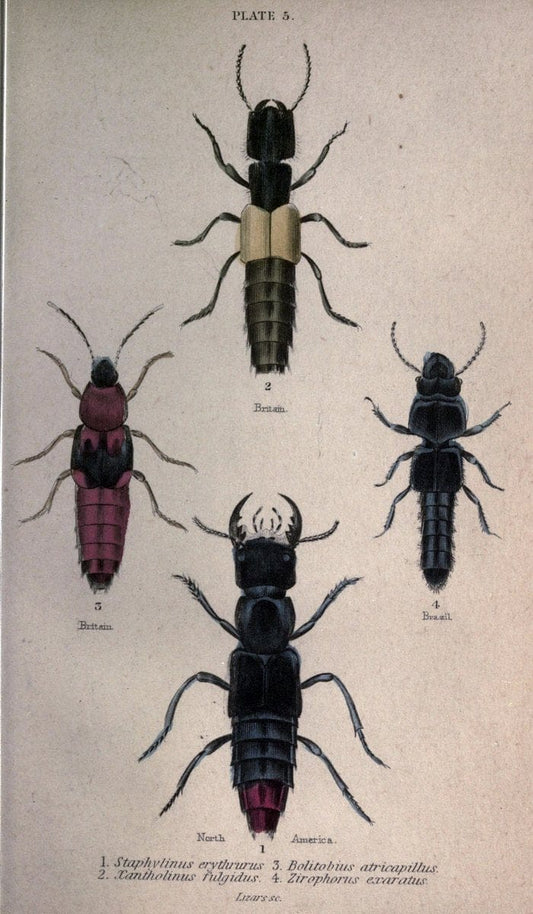 Beetles..London :H.G. Bohn[1846]. |  | Vintage Print Reproduction 460201