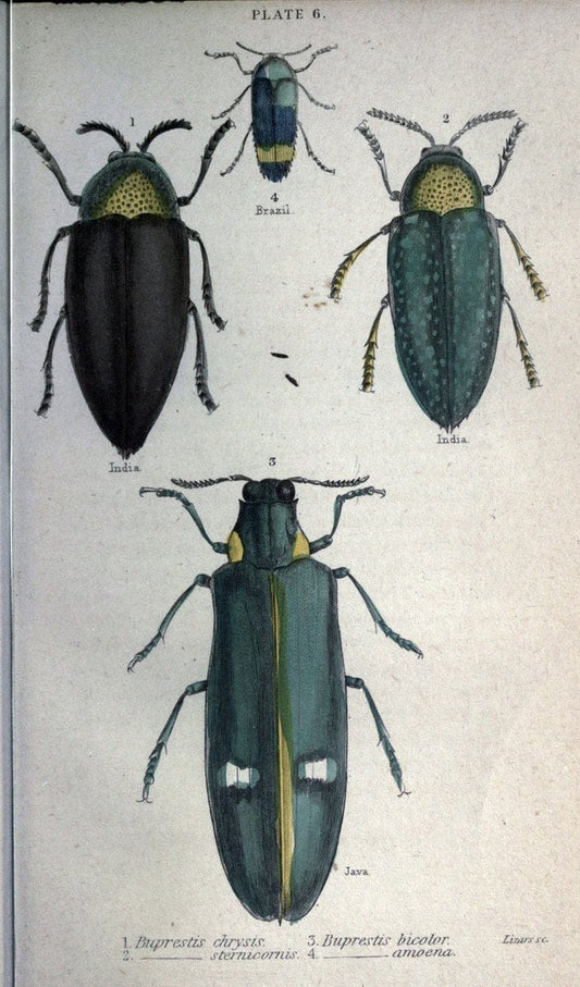 Beetles..London :H.G. Bohn[1846]. |  | Vintage Print Reproduction 460202