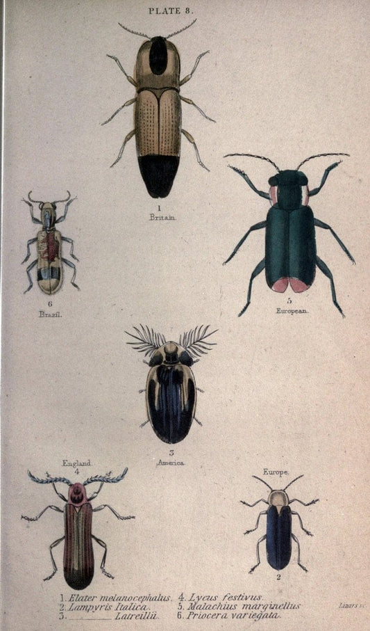 Beetles..London :H.G. Bohn[1846]. |  | Vintage Print Reproduction 460204