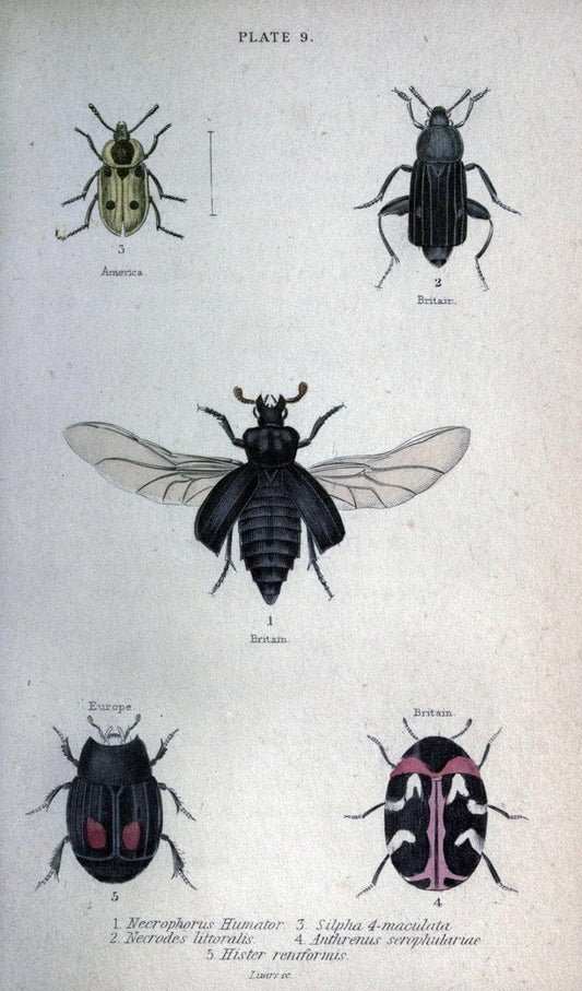 Beetles..London :H.G. Bohn[1846]. |  | Vintage Print Reproduction 460205