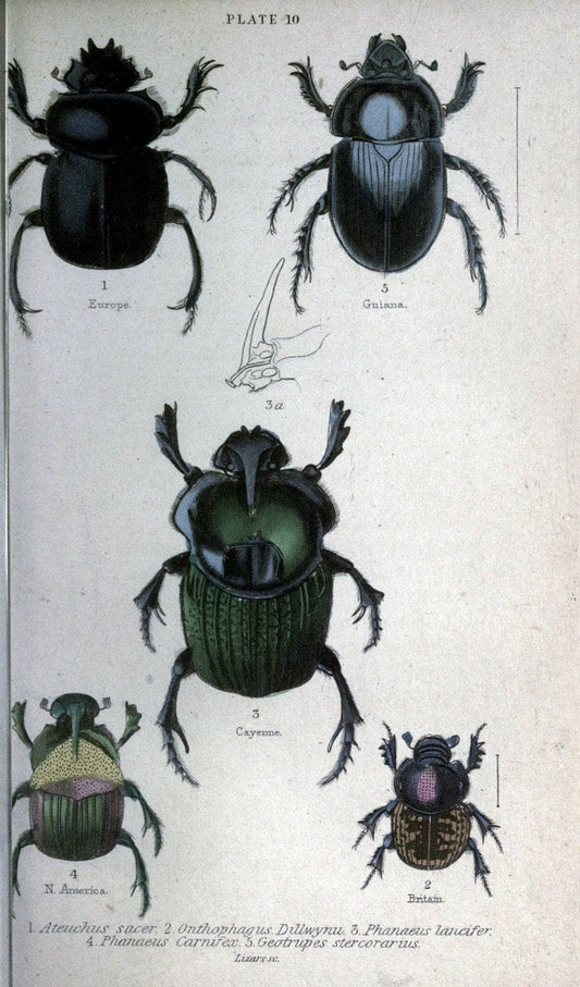 Beetles..London :H.G. Bohn[1846]. |  | Vintage Print Reproduction 460206