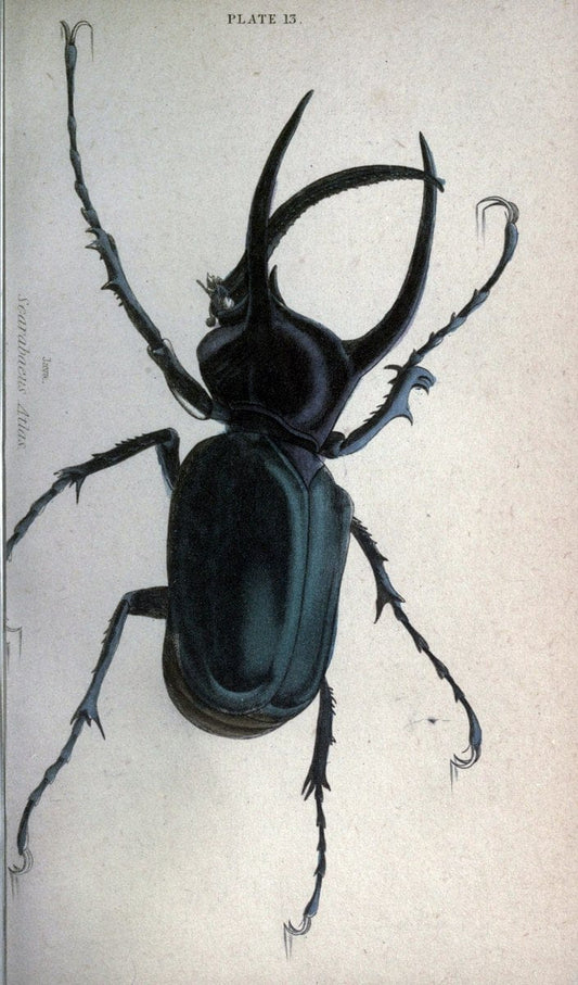 Beetles..London :H.G. Bohn[1846]. |  | Vintage Print Reproduction 460209