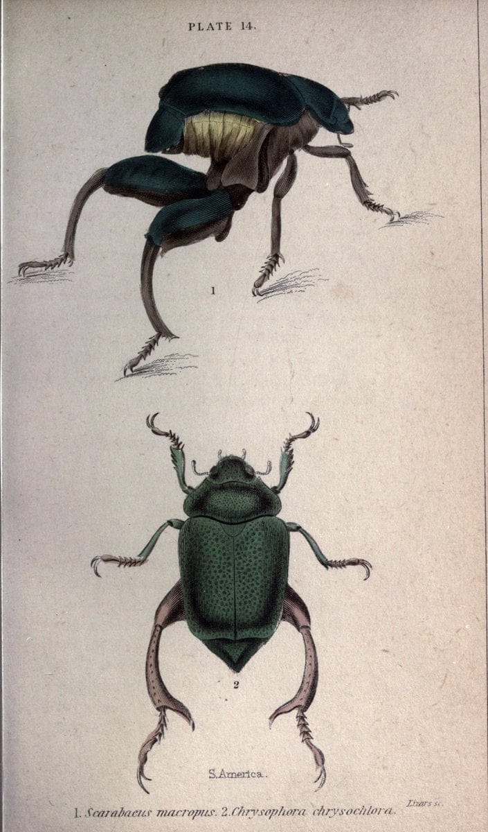 Beetles..London :H.G. Bohn[1846]. |  | Vintage Print Reproduction 460210