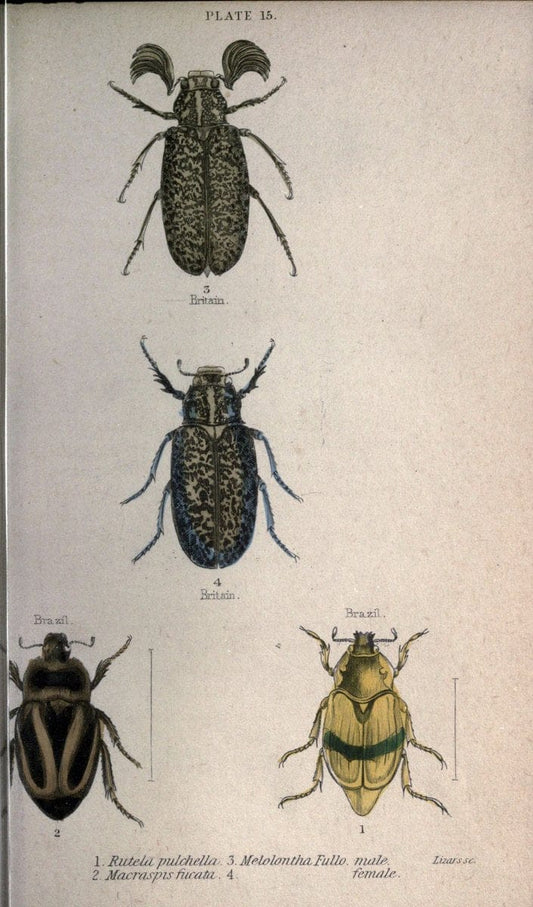 Beetles..London :H.G. Bohn[1846]. |  | Vintage Print Reproduction 460211
