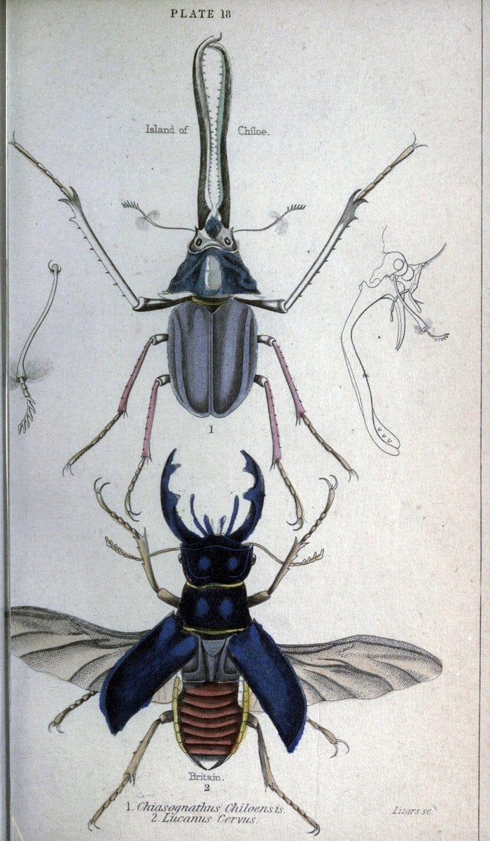 Beetles..London :H.G. Bohn[1846]. |  | Vintage Print Reproduction 460214