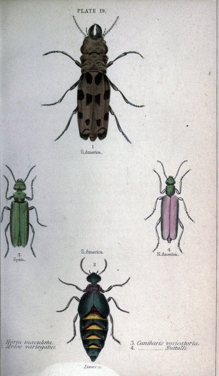 Beetles..London :H.G. Bohn[1846]. |  | Vintage Print Reproduction 460215