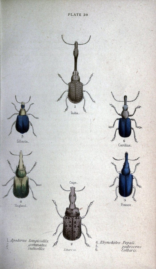 Beetles..London :H.G. Bohn[1846]. |  | Vintage Print Reproduction 460216