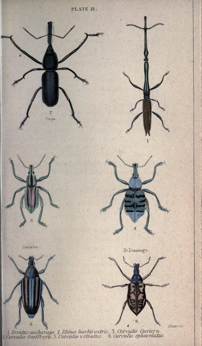 Beetles..London :H.G. Bohn[1846]. |  | Vintage Print Reproduction 460217