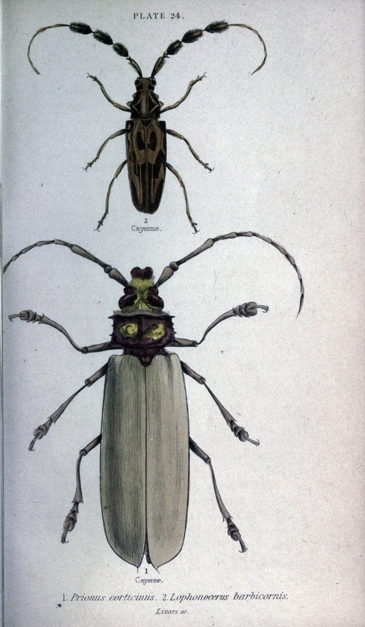 Beetles..London :H.G. Bohn[1846]. |  | Vintage Print Reproduction 460220
