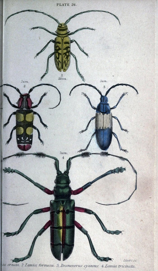 Beetles..London :H.G. Bohn[1846]. |  | Vintage Print Reproduction 460222
