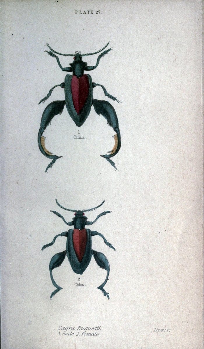 Beetles..London :H.G. Bohn[1846]. |  | Vintage Print Reproduction 460223