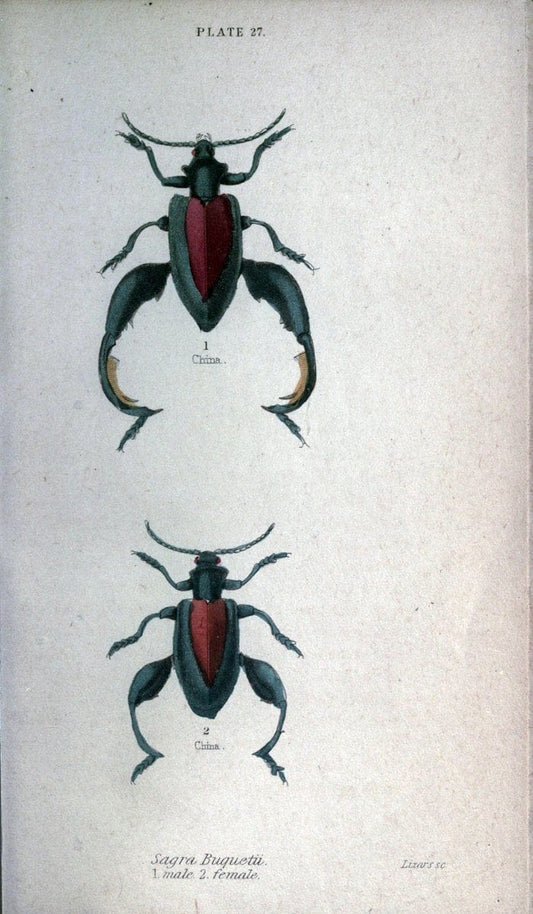 Beetles..London :H.G. Bohn[1846]. |  | Vintage Print Reproduction 460223