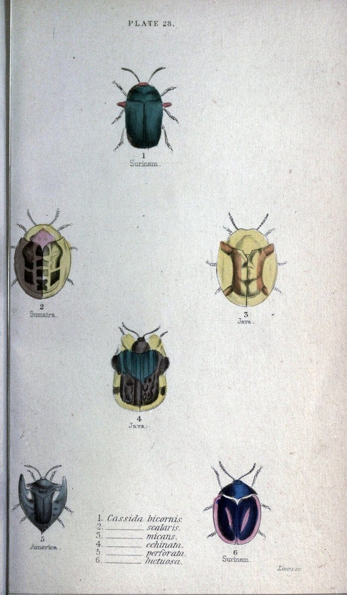 Beetles..London :H.G. Bohn[1846]. |  | Vintage Print Reproduction 460224