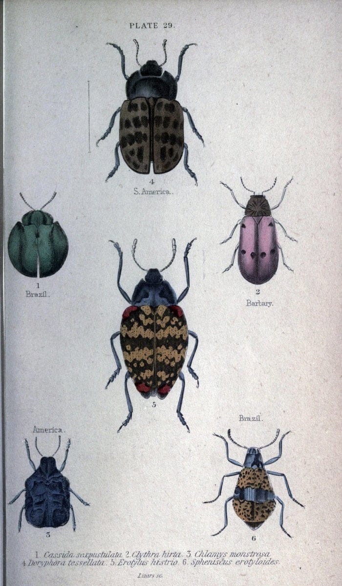 Beetles..London :H.G. Bohn[1846]. |  | Vintage Print Reproduction 460225