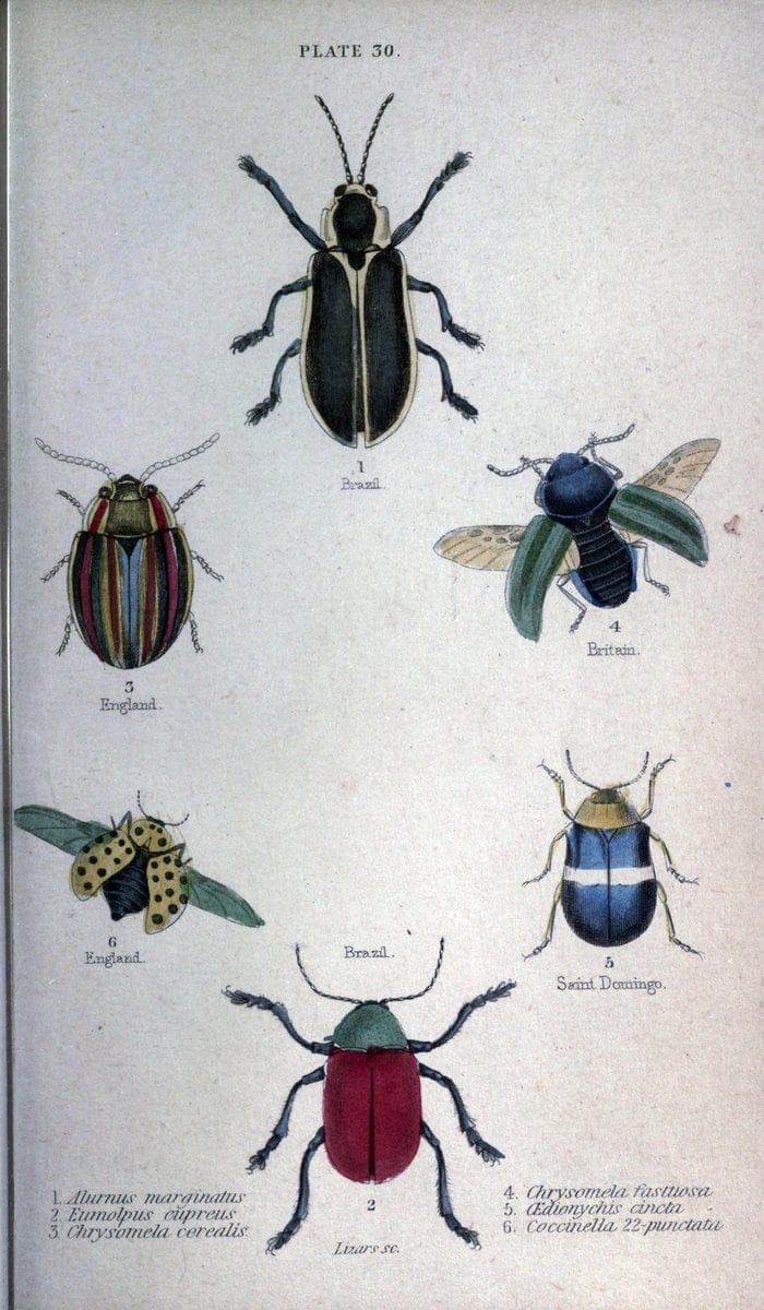 Beetles..London :H.G. Bohn[1846]. |  | Vintage Print Reproduction 460226