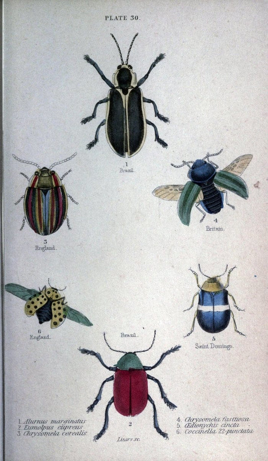Beetles..London :H.G. Bohn[1846]. |  | Vintage Print Reproduction 460226