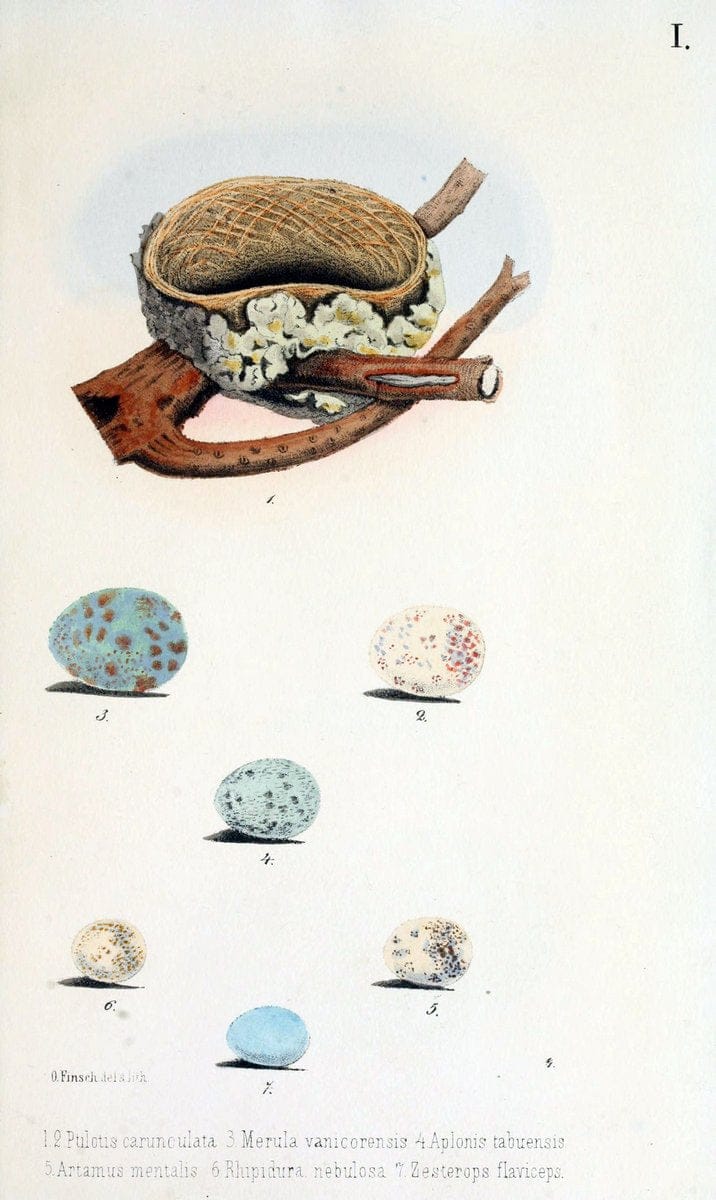 Beitrag zur fauna Centralpolynesiens. Ornithologie der Viti-, Samoa- und Tonga-inselnHalle,H. W. Schmidt,1867. | Birds Polynesia SIL | Vintage Print Reproduction 460227
