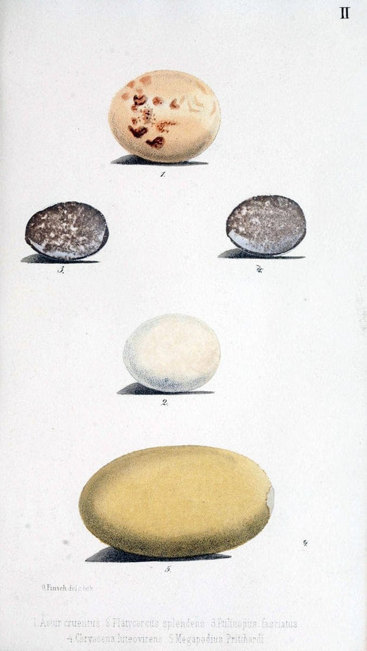 Beitrag zur fauna Centralpolynesiens. Ornithologie der Viti-, Samoa- und Tonga-inselnHalle,H. W. Schmidt,1867. | Birds Polynesia SIL | Vintage Print Reproduction 460228