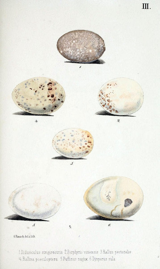 Beitrag zur fauna Centralpolynesiens. Ornithologie der Viti-, Samoa- und Tonga-inselnHalle,H. W. Schmidt,1867. | Birds Polynesia SIL | Vintage Print Reproduction 460229