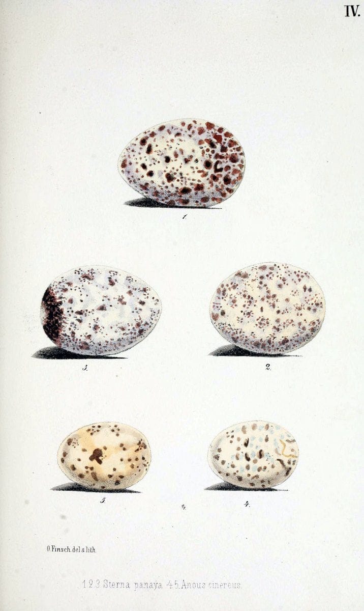 Beitrag zur fauna Centralpolynesiens. Ornithologie der Viti-, Samoa- und Tonga-inselnHalle,H. W. Schmidt,1867. | Birds Polynesia SIL | Vintage Print Reproduction 460230