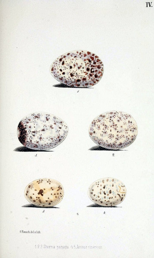 Beitrag zur fauna Centralpolynesiens. Ornithologie der Viti-, Samoa- und Tonga-inselnHalle,H. W. Schmidt,1867. | Birds Polynesia SIL | Vintage Print Reproduction 460230