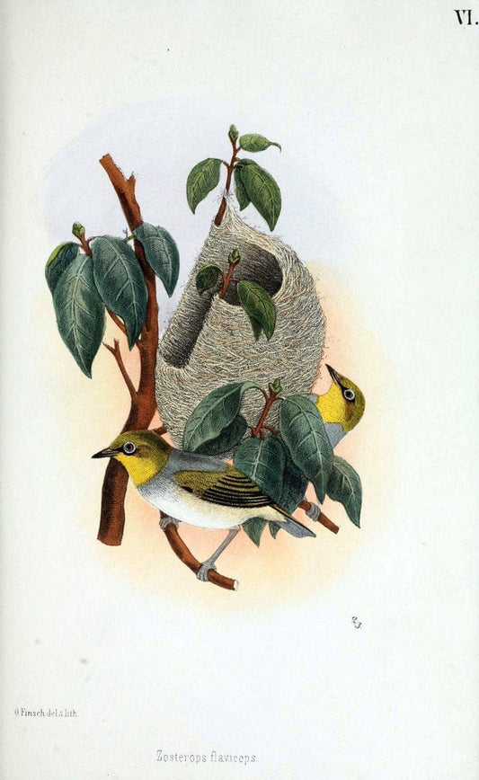 Beitrag zur fauna Centralpolynesiens. Ornithologie der Viti-, Samoa- und Tonga-inselnHalle,H. W. Schmidt,1867. | Birds Polynesia SIL | Vintage Print Reproduction 460232