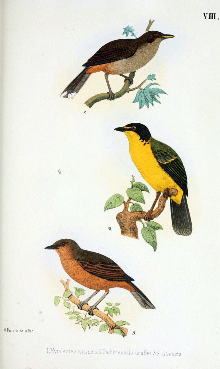 Beitrag zur fauna Centralpolynesiens. Ornithologie der Viti-, Samoa- und Tonga-inselnHalle,H. W. Schmidt,1867. | Birds Polynesia SIL | Vintage Print Reproduction 460234
