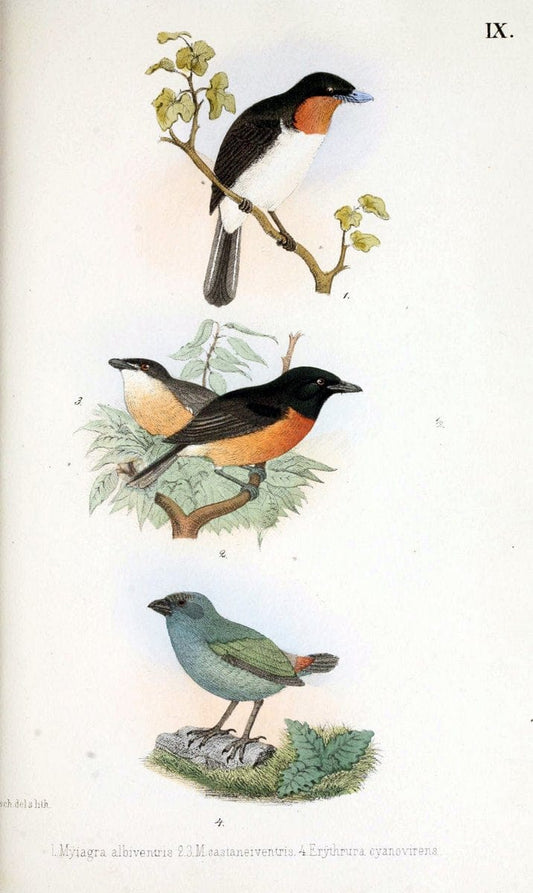 Beitrag zur fauna Centralpolynesiens. Ornithologie der Viti-, Samoa- und Tonga-inselnHalle,H. W. Schmidt,1867. | Birds Polynesia SIL | Vintage Print Reproduction 460235