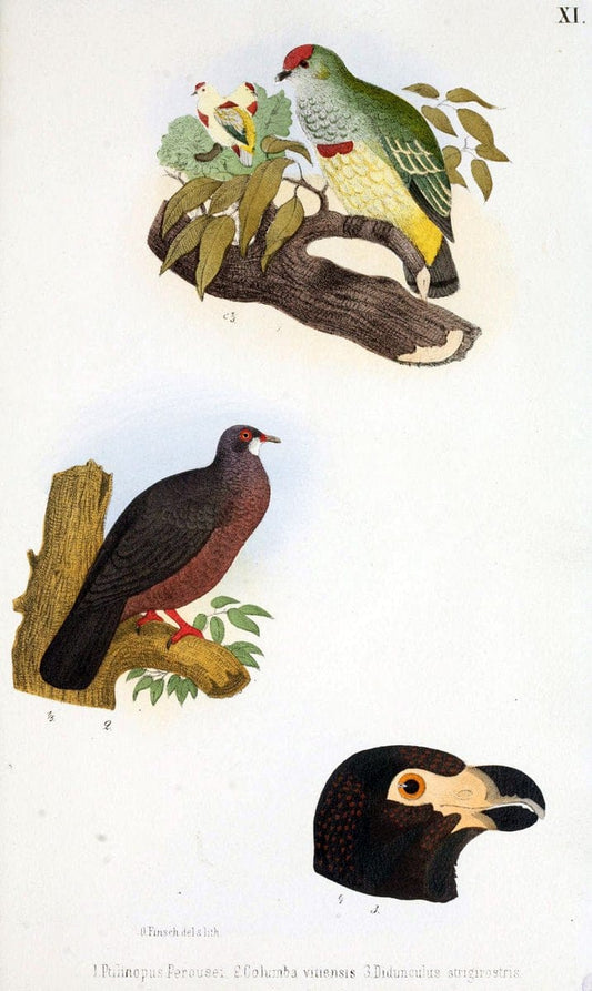 Beitrag zur fauna Centralpolynesiens. Ornithologie der Viti-, Samoa- und Tonga-inselnHalle,H. W. Schmidt,1867. | Birds Polynesia SIL | Vintage Print Reproduction 460237