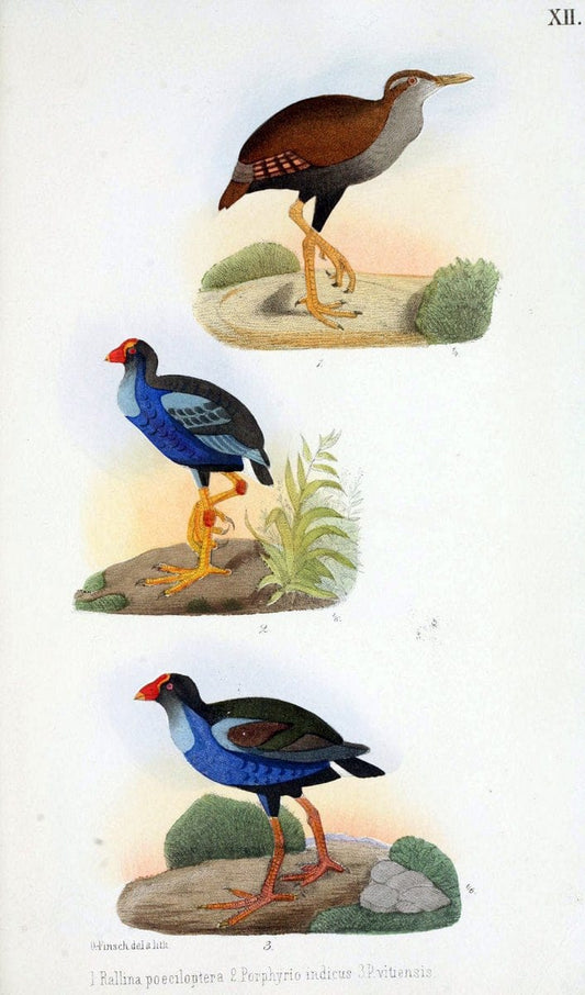 Beitrag zur fauna Centralpolynesiens. Ornithologie der Viti-, Samoa- und Tonga-inselnHalle,H. W. Schmidt,1867. | Birds Polynesia SIL | Vintage Print Reproduction 460238