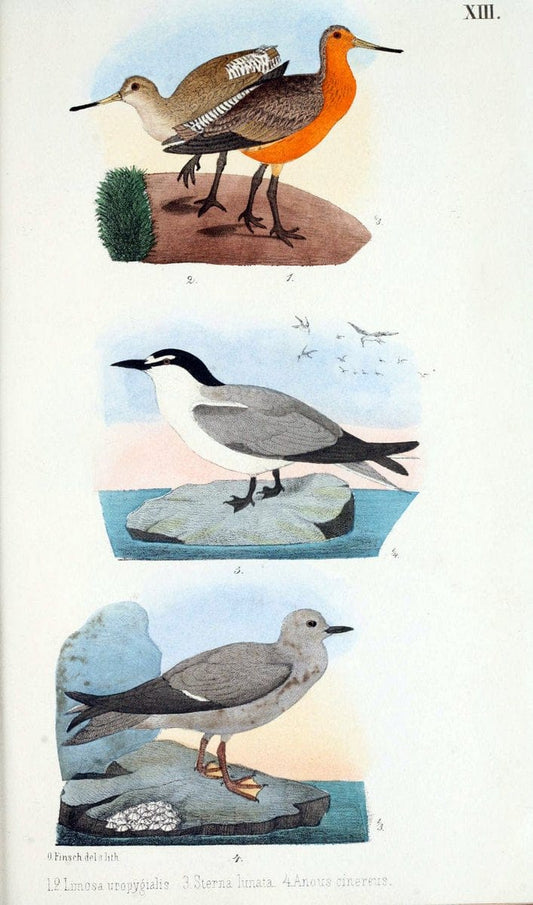 Beitrag zur fauna Centralpolynesiens. Ornithologie der Viti-, Samoa- und Tonga-inselnHalle,H. W. Schmidt,1867. | Birds Polynesia SIL | Vintage Print Reproduction 460239