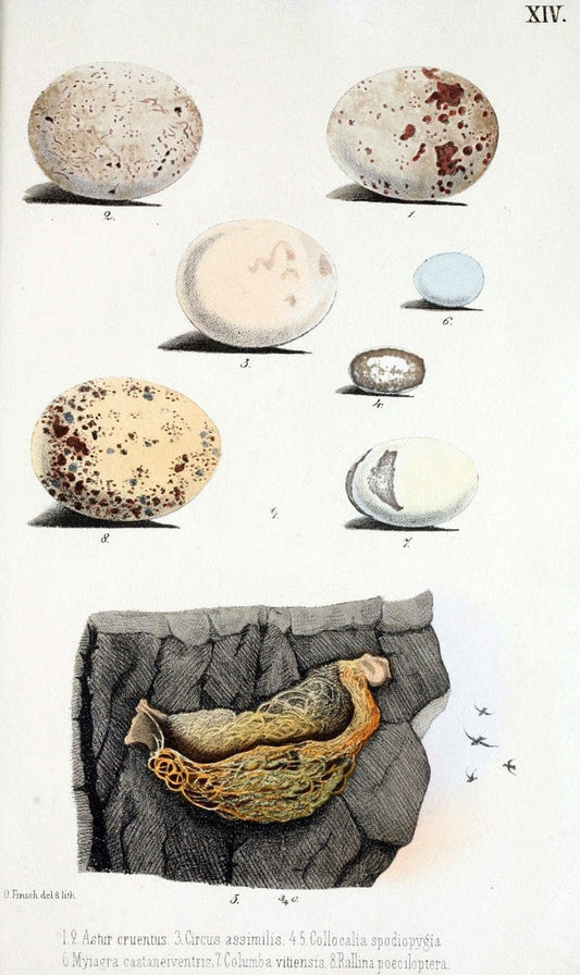 Beitrag zur fauna Centralpolynesiens. Ornithologie der Viti-, Samoa- und Tonga-inselnHalle,H. W. Schmidt,1867. | Birds Polynesia SIL | Vintage Print Reproduction 460240