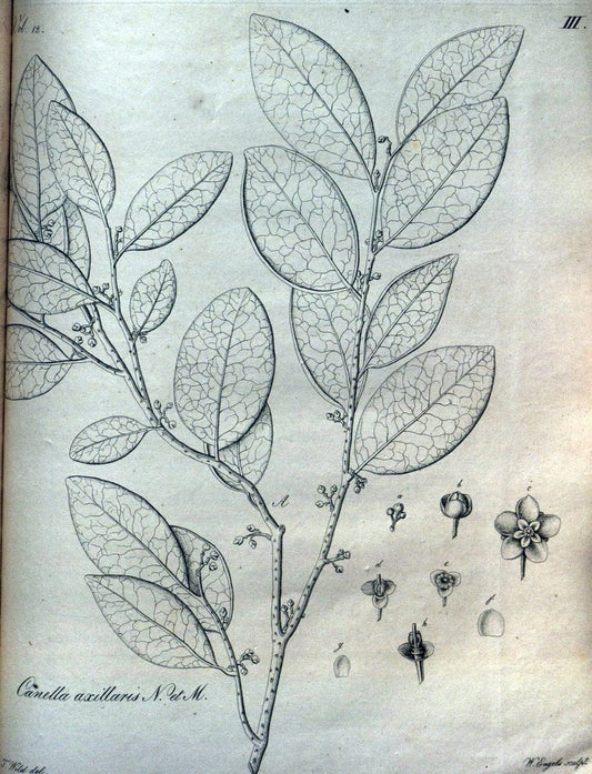 Beitrag zur Flora Brasiliens /.Bonnae (Bonn) :s.n.,1823-1824. | 1823-24 Brazil "Copper engraving" "Graphic media :" Plants Uncolored  | Vintage Print Reproduction 460241