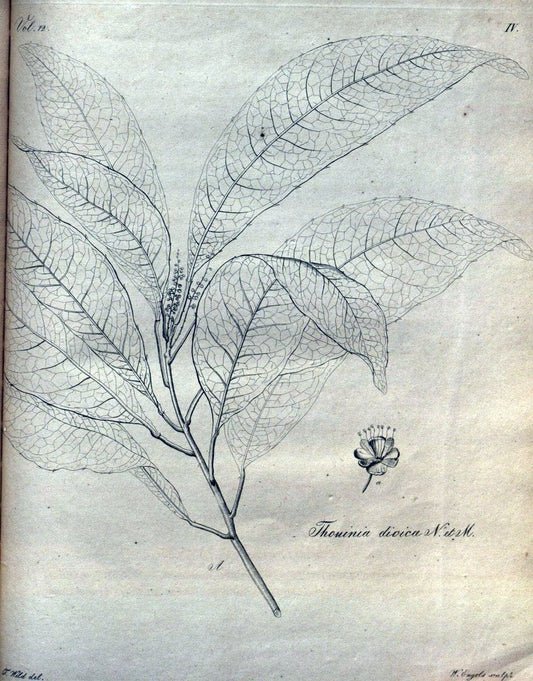 Beitrag zur Flora Brasiliens /.Bonnae (Bonn) :s.n.,1823-1824. | 1823-24 Brazil "Copper engraving" "Graphic media :" Plants Uncolored  | Vintage Print Reproduction 460242