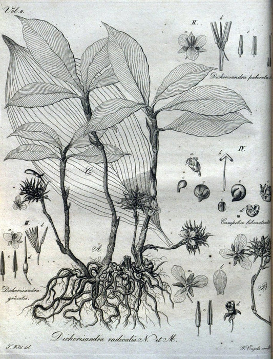 Beitrag zur Flora Brasiliens /.Bonnae (Bonn) :s.n.,1823-1824. | 1823-24 Brazil "Copper engraving" "Graphic media :" Plants Uncolored  | Vintage Print Reproduction 460243