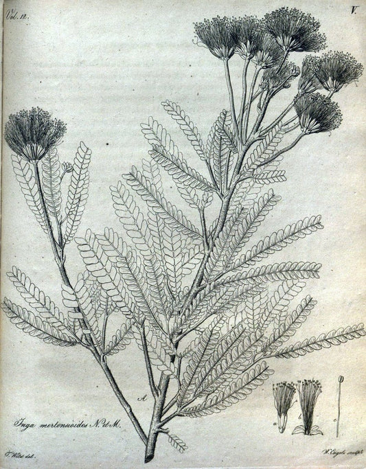 Beitrag zur Flora Brasiliens /.Bonnae (Bonn) :s.n.,1823-1824. | 1823-24 Brazil "Copper engraving" "Graphic media :" Plants Uncolored  | Vintage Print Reproduction 460244