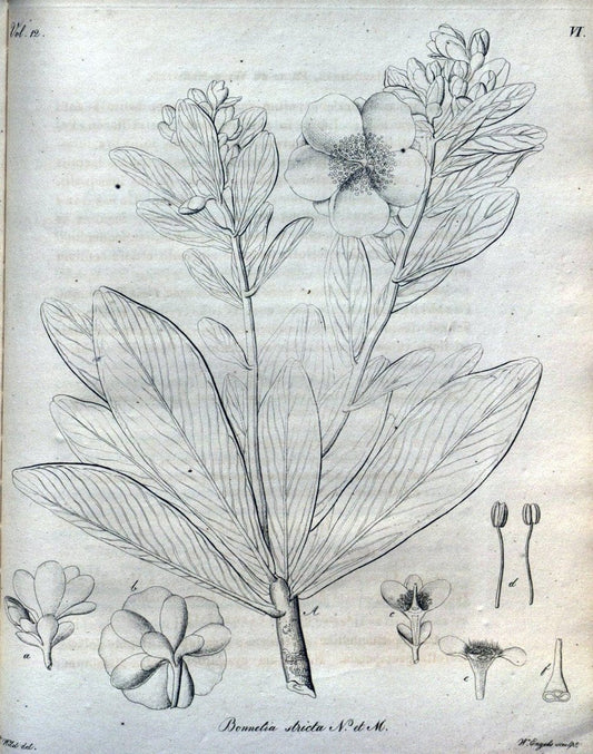Beitrag zur Flora Brasiliens /.Bonnae (Bonn) :s.n.,1823-1824. | 1823-24 Brazil "Copper engraving" "Graphic media :" Plants Uncolored  | Vintage Print Reproduction 460245