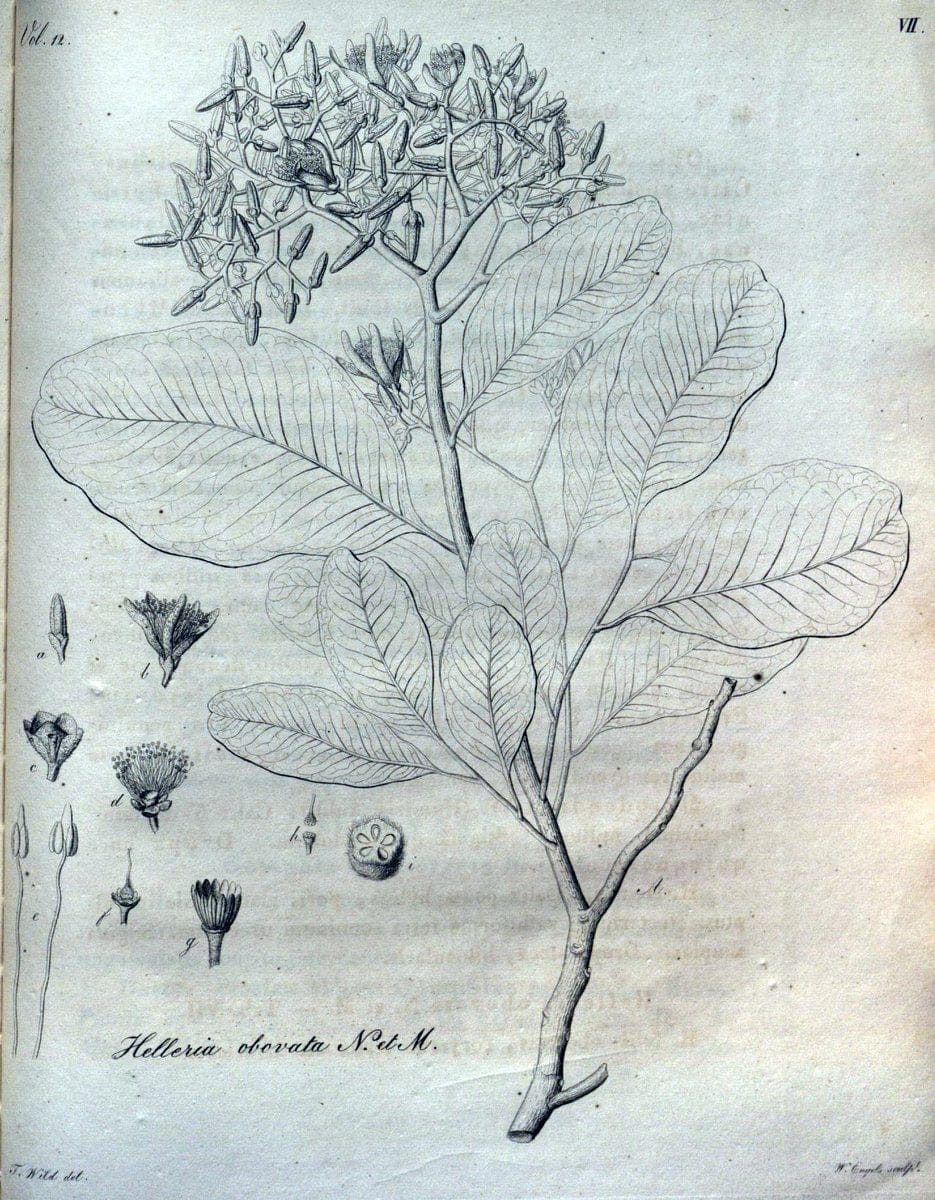 Beitrag zur Flora Brasiliens /.Bonnae (Bonn) :s.n.,1823-1824. | 1823-24 Brazil "Copper engraving" "Graphic media :" Plants Uncolored  | Vintage Print Reproduction 460246