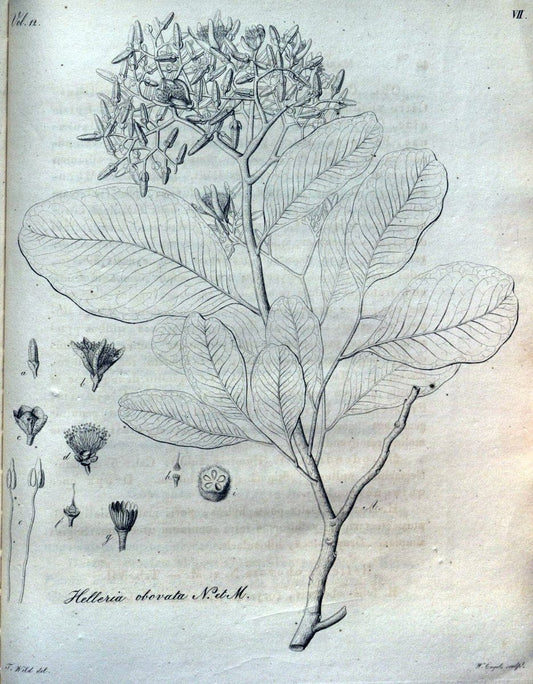 Beitrag zur Flora Brasiliens /.Bonnae (Bonn) :s.n.,1823-1824. | 1823-24 Brazil "Copper engraving" "Graphic media :" Plants Uncolored  | Vintage Print Reproduction 460246