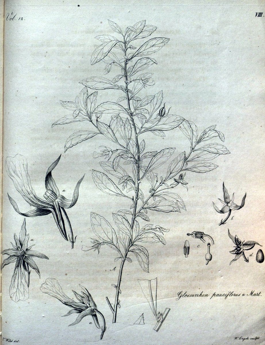 Beitrag zur Flora Brasiliens /.Bonnae (Bonn) :s.n.,1823-1824. | 1823-24 Brazil "Copper engraving" "Graphic media :" Plants Uncolored  | Vintage Print Reproduction 460247